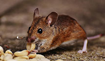 24 Hour & Emergency Exterminators in Covington, GA